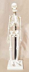Скелет человека 42 см.