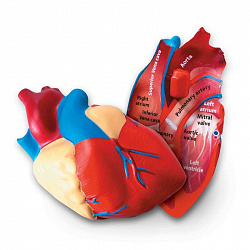 Развивающая игрушка  "Сердце человека модель в разрезе" (демонстрационный материал из мягкой пены, 12.5см., 1 элемент )