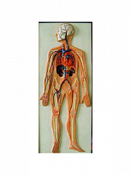 Модель барельефная "Кровеносная система человека"