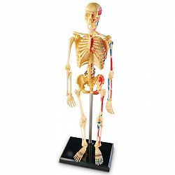 Развивающая игрушка "Анатомия человека. Скелет"  (41 элемент)
