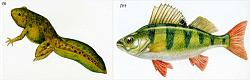 Модель-аппликация Цикл развития костной рыбы и лягушки