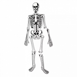 Напольный пазл "Скелет"  (122см., 15 элементов)