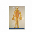 Модель барельефная "Нервная система человека"