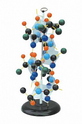 Модель "Структура белка"